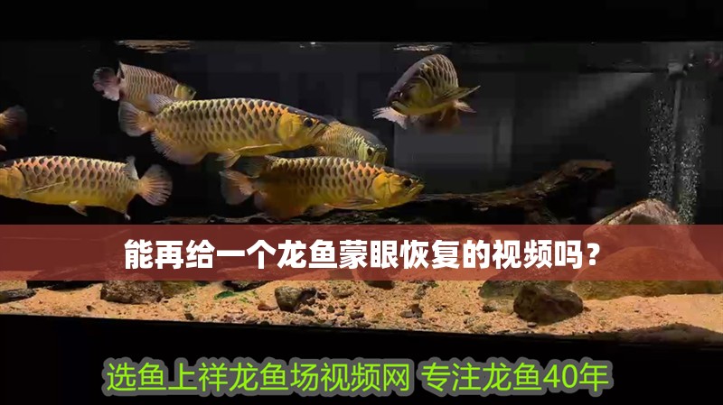 能再給一個龍魚蒙眼恢復的視頻嗎？ 能再給一個龍魚蒙眼恢復的視頻嗎？ 龍魚百科