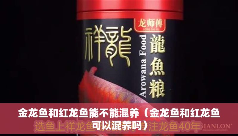 金龍魚和紅龍魚能不能混養(yǎng)（金龍魚和紅龍魚可以混養(yǎng)嗎）