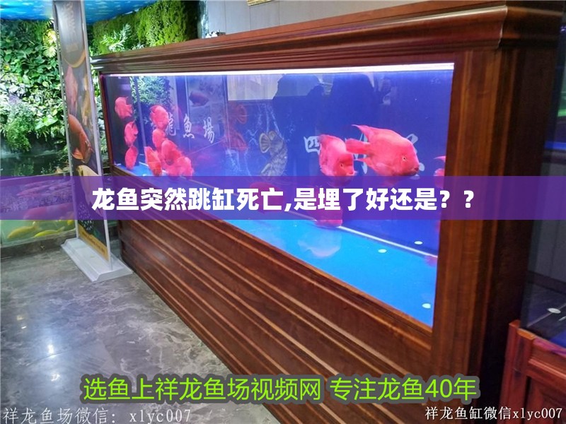 龍魚(yú)突然跳缸死亡,是埋了好還是？？