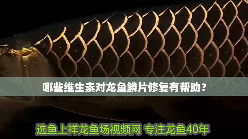 哪些維生素對(duì)龍魚鱗片修復(fù)有幫助？