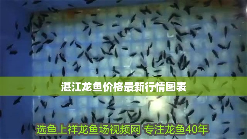湛江龍魚價格最新行情圖表