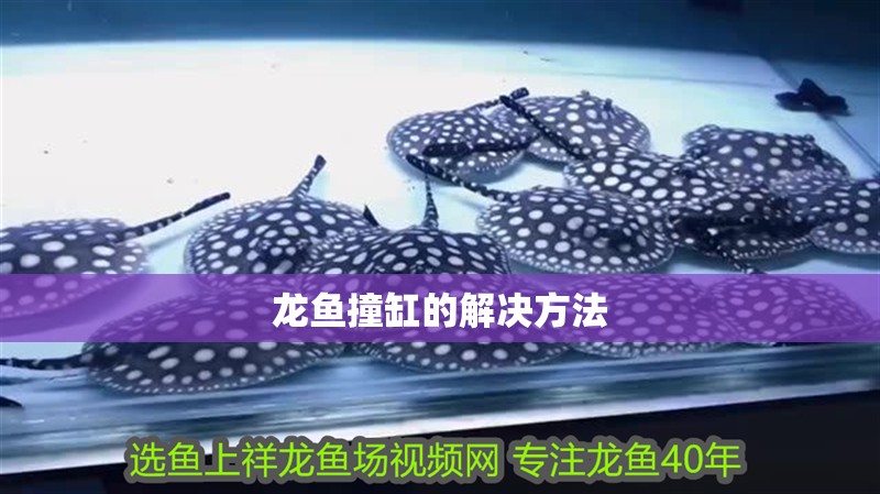龍魚撞缸的解決方法