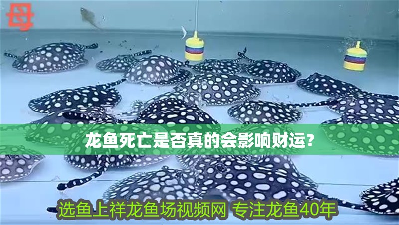 龍魚死亡是否真的會影響財運？
