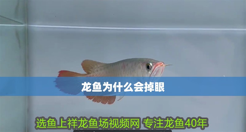 龍魚為什么會掉眼