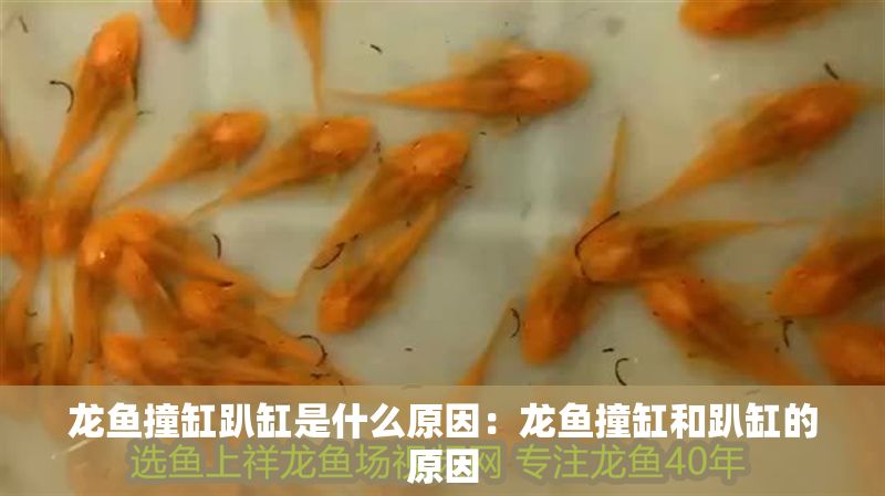 龍魚撞缸趴缸是什么原因：龍魚撞缸和趴缸的原因