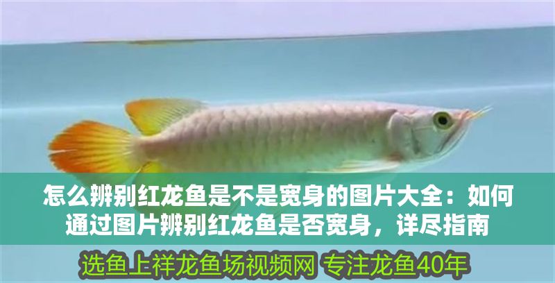怎么辨別紅龍魚是不是寬身的圖片大全：如何通過(guò)圖片辨別紅龍魚是否寬身，詳盡指南