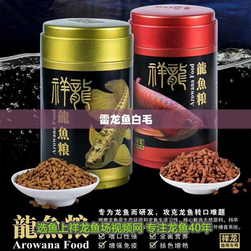 雷龍魚白毛