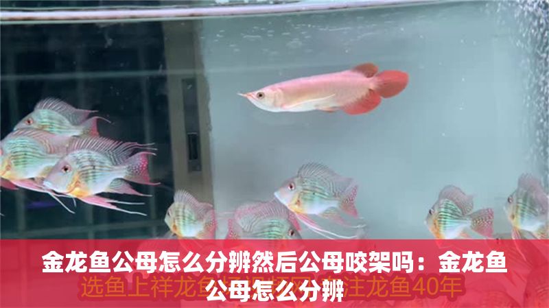 金龍魚公母怎么分辨然后公母咬架嗎：金龍魚公母怎么分辨