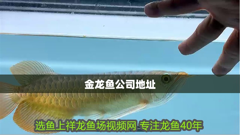 金龍魚公司地址