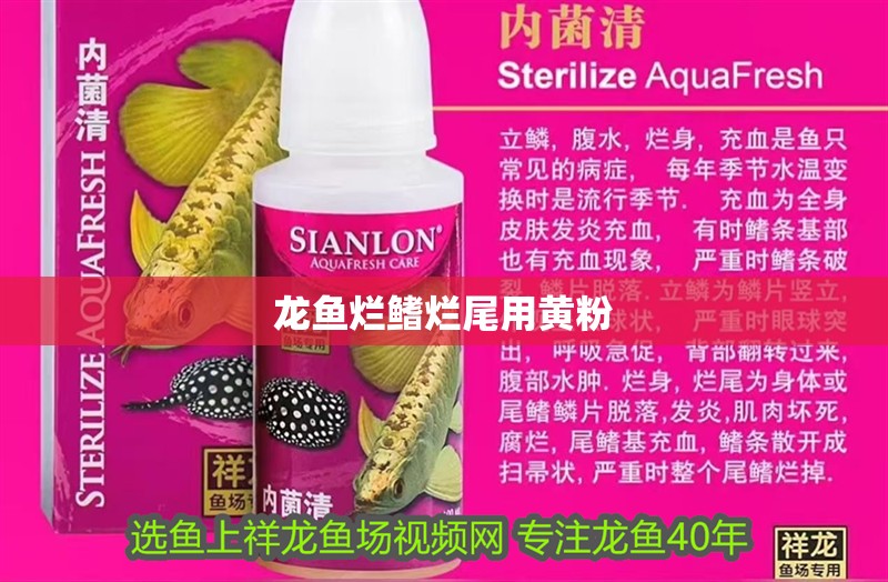 龍魚爛鰭爛尾用黃粉