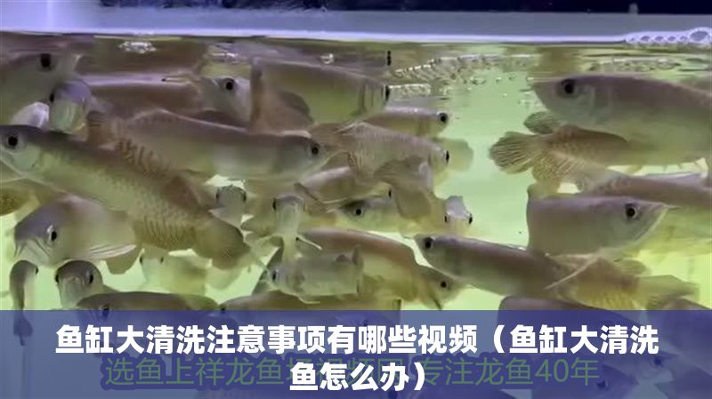 魚缸大清洗注意事項(xiàng)有哪些視頻（魚缸大清洗魚怎么辦） 魚缸大清洗注意事項(xiàng)有哪些視頻（魚缸大清洗魚怎么辦） 龍魚百科 第1張