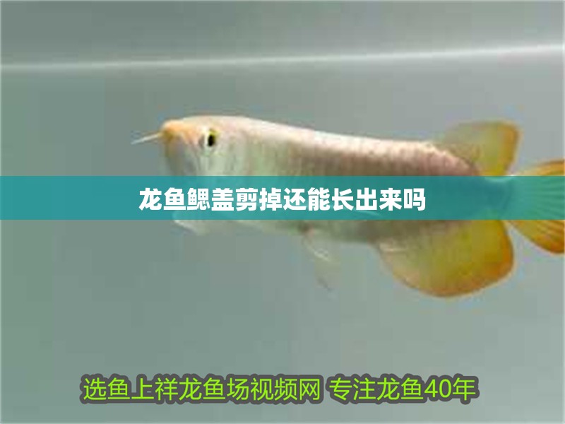 龍魚鰓蓋剪掉還能長出來嗎