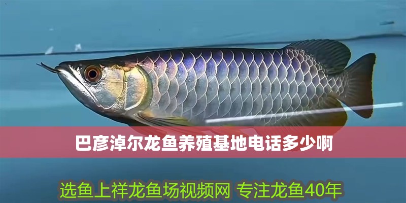 巴彥淖爾龍魚養殖基地電話多少啊
