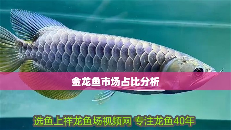 金龍魚市場占比分析 金龍魚市場占比分析 龍魚百科