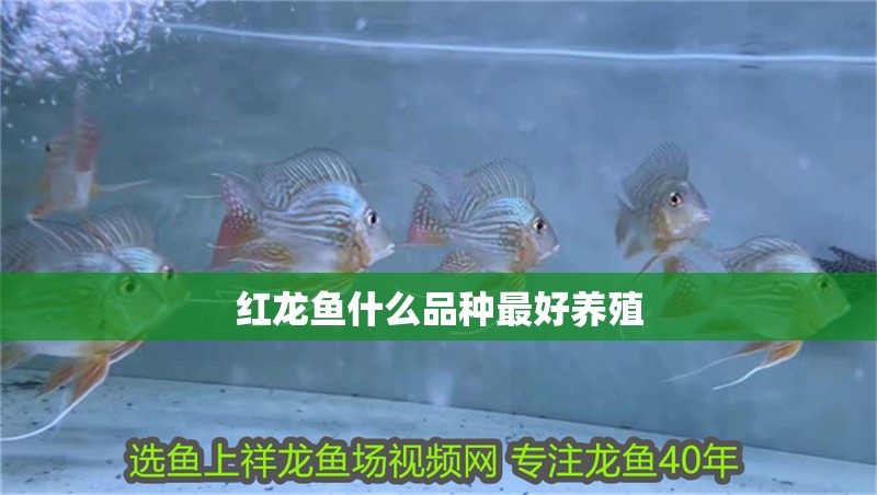 紅龍魚什么品種最好養(yǎng)殖