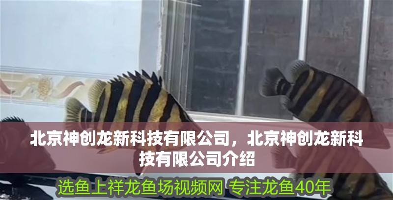 北京神創(chuàng)龍新科技有限公司，北京神創(chuàng)龍新科技有限公司介紹 北京神創(chuàng)龍新科技有限公司，北京神創(chuàng)龍新科技有限公司介紹 觀賞魚百科