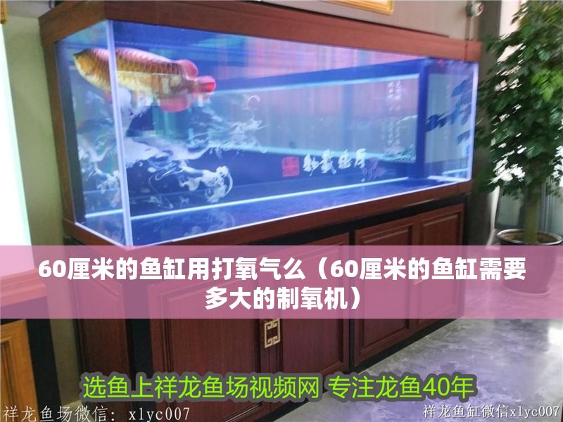 60厘米的魚(yú)缸用打氧氣么（60厘米的魚(yú)缸需要多大的制氧機(jī)） 60厘米的魚(yú)缸用打氧氣么（60厘米的魚(yú)缸需要多大的制氧機(jī)） 龍魚(yú)百科 第1張