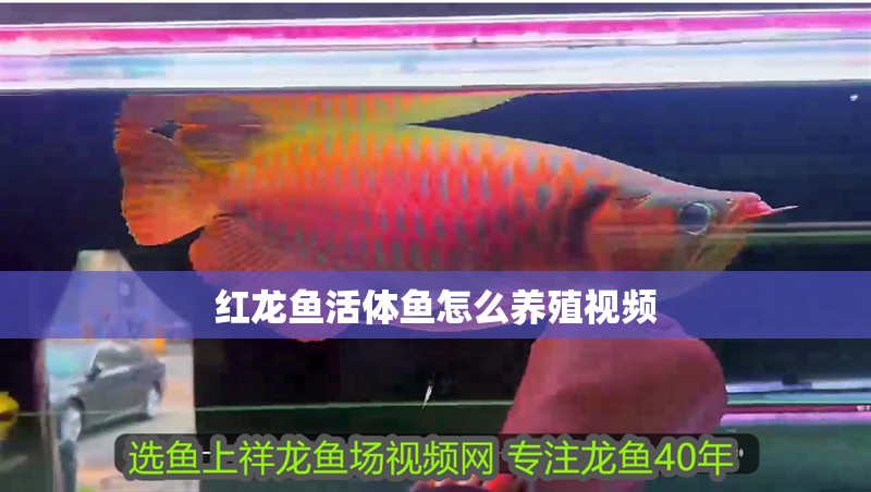 紅龍魚活體魚怎么養殖視頻
