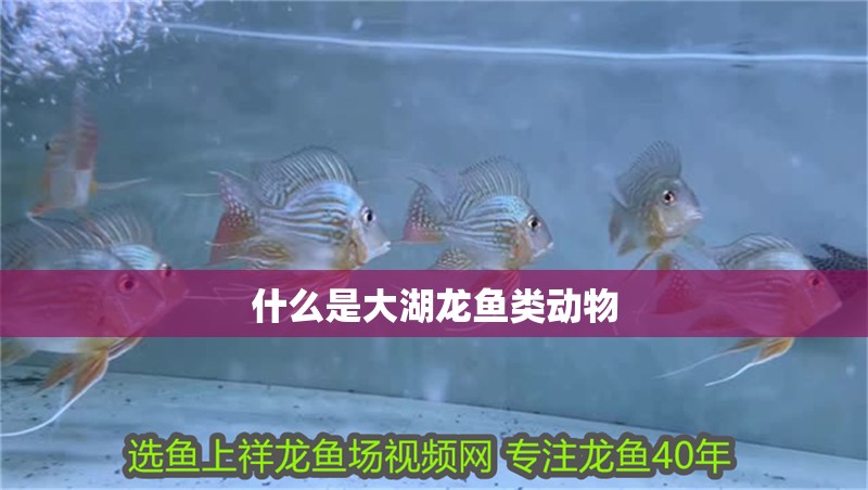 什么是大湖龍魚類動(dòng)物