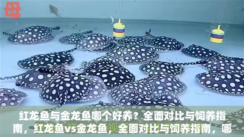 紅龍魚與金龍魚哪個(gè)好養(yǎng)？全面對(duì)比與飼養(yǎng)指南，紅龍魚vs金龍魚，全面對(duì)比與飼養(yǎng)指南，哪個(gè)更適合你？