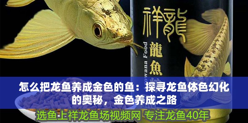 怎么把龍魚養(yǎng)成金色的魚：探尋龍魚體色幻化的奧秘，金色養(yǎng)成之路