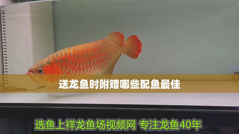 送龍魚時附贈哪些配魚最佳