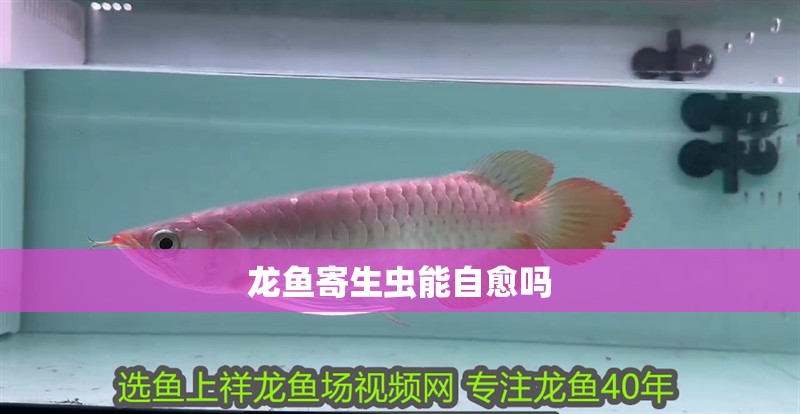 鸚鵡魚和銀龍魚混養怎樣喂食 龍魚寄生蟲能自愈嗎 龍魚百科 龍魚寄生蟲能自愈嗎 龍魚寄生蟲能自愈嗎 龍魚百科