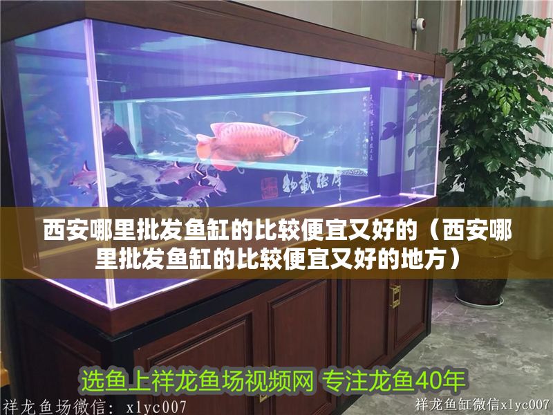 西安哪里批發魚缸的比較便宜又好的（西安哪里批發魚缸的比較便宜又好的地方）