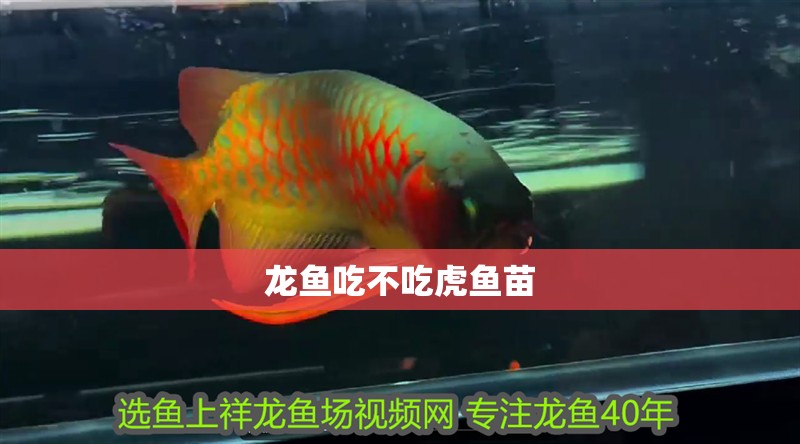 龍魚吃不吃虎魚苗 龍魚吃不吃虎魚苗 龍魚百科
