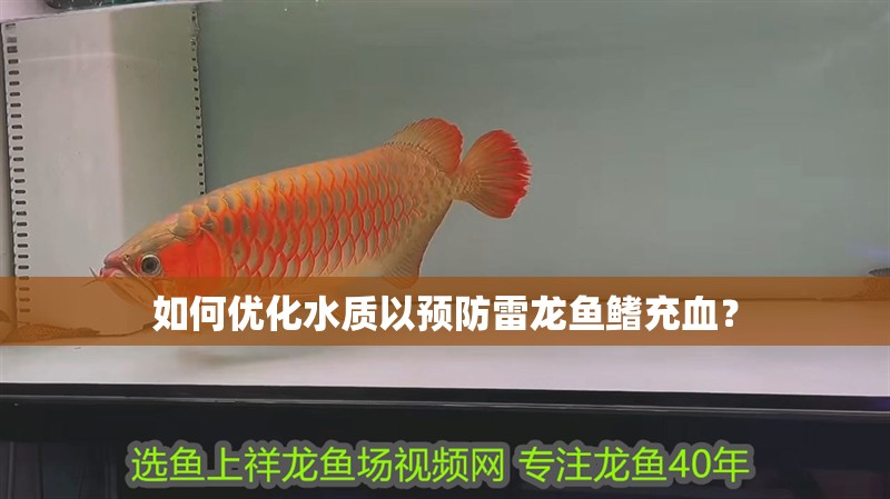 如何優化水質以預防雷龍魚鰭充血？
