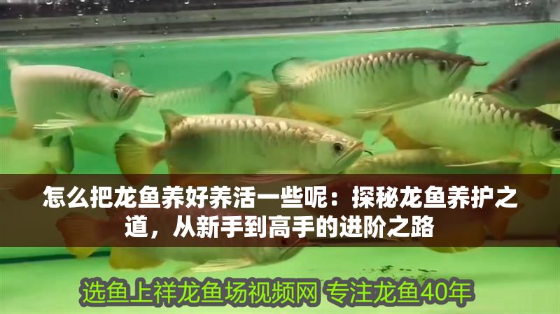 怎么把龍魚養好養活一些呢：探秘龍魚養護之道，從新手到高手的進階之路
