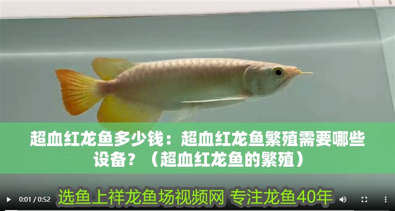超血紅龍魚多少錢：超血紅龍魚繁殖需要哪些設備？（超血紅龍魚的繁殖）