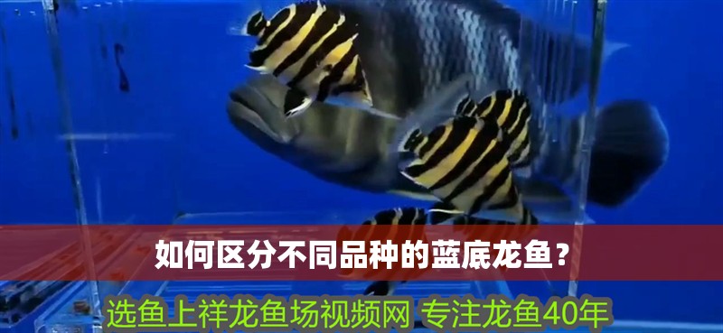 如何區分不同品種的藍底龍魚？
