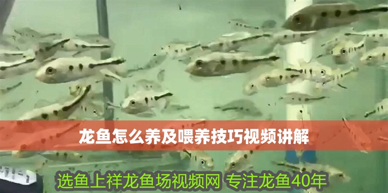 龍魚怎么養及喂養技巧視頻講解