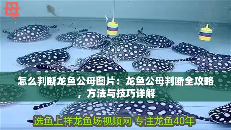怎么判斷龍魚公母圖片：龍魚公母判斷全攻略，方法與技巧詳解