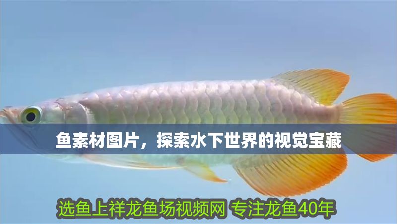 魚素材圖片，探索水下世界的視覺寶藏