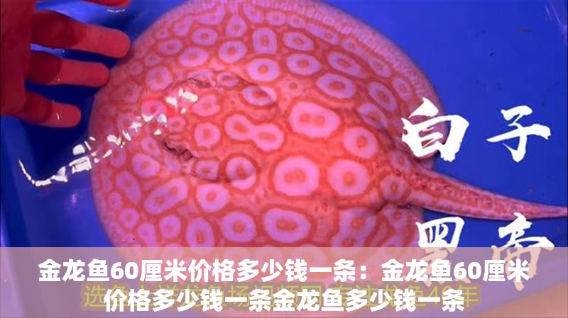 金龍魚60厘米價格多少錢一條：金龍魚60厘米價格多少錢一條金龍魚多少錢一條