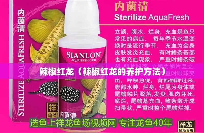 鸚鵡魚和銀龍魚混養怎樣喂食 辣椒紅龍(辣椒紅龍的養護方法) 龍魚論壇 辣椒紅龍(辣椒紅龍的養護方法) 辣椒紅龍(辣椒紅龍的養護方法) 龍魚論壇