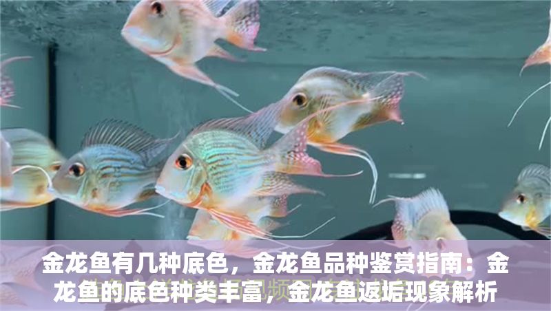 金龍魚有幾種底色，金龍魚品種鑒賞指南：金龍魚的底色種類豐富，金龍魚返垢現象解析