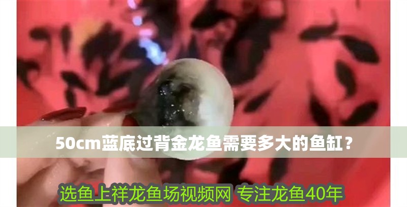 50cm藍底過背金龍魚需要多大的魚缸？