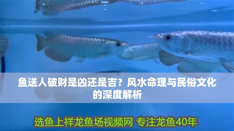 魚送人破財是兇還是吉？風水命理與民俗文化的深度解析