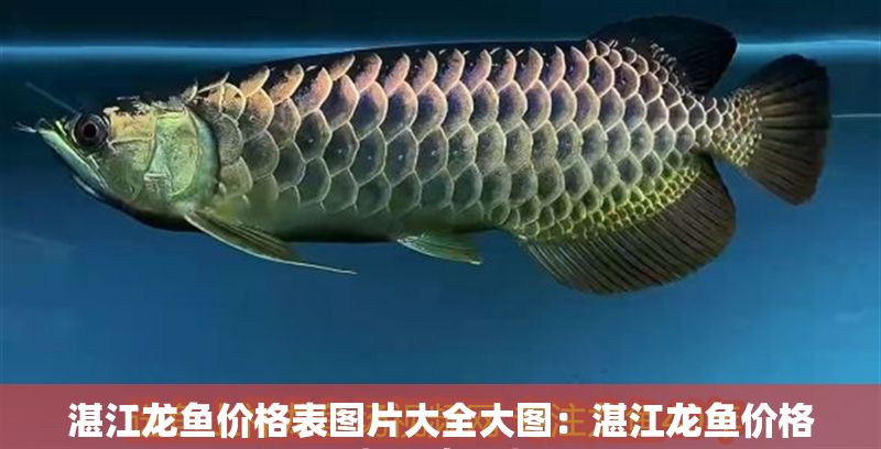 湛江龍魚價(jià)格表圖片大全大圖：湛江龍魚價(jià)格表圖片大全