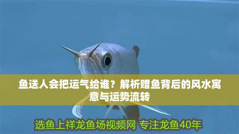 魚送人會(huì)把運(yùn)氣給誰？解析贈(zèng)魚背后的風(fēng)水寓意與運(yùn)勢流轉(zhuǎn)