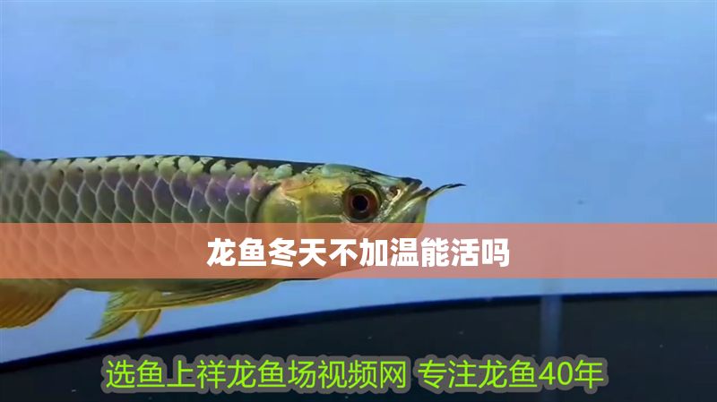 龍魚冬天不加溫能活嗎