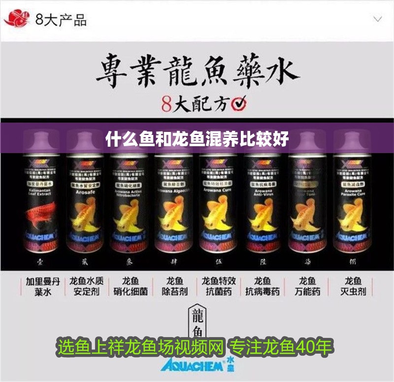 什么魚和龍魚混養比較好