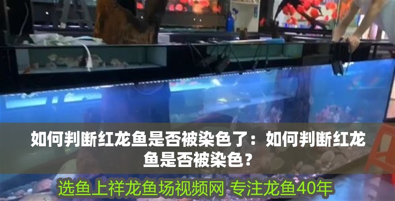 如何判斷紅龍魚是否被染色了：如何判斷紅龍魚是否被染色？