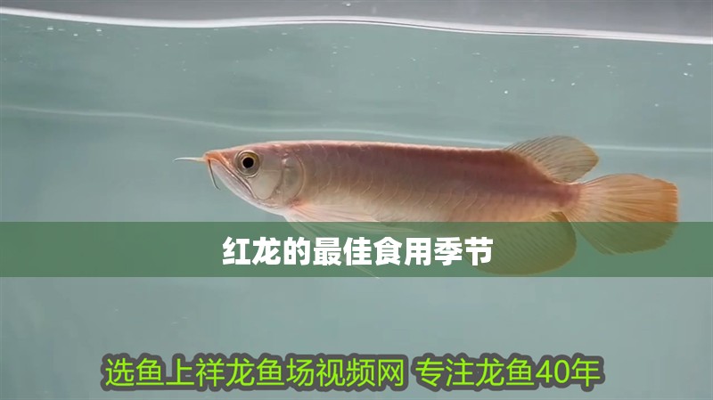 魚缸過濾器選購指南:自制魚缸過濾器魚缸上置過濾器對于養魚愛好者的必備知識 紅龍的最佳食用季節 龍魚百科 紅龍的最佳食用季節 紅龍的最佳食用季節 龍魚百科