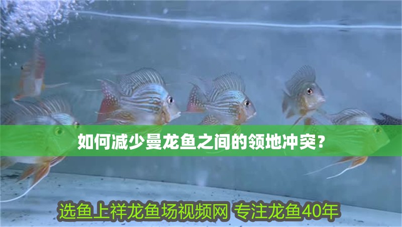 如何減少曼龍魚之間的領(lǐng)地沖突？