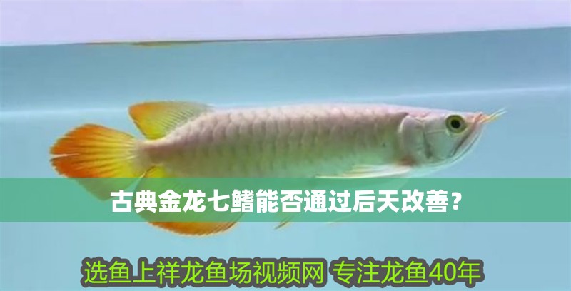 古典金龍七鰭能否通過后天改善？