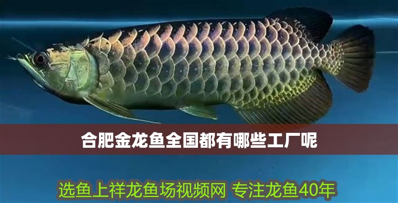 合肥金龍魚(yú)全國(guó)都有哪些工廠呢